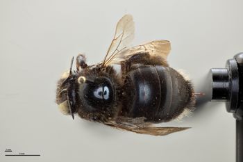 Media type: image;   Entomology 810668 Aspect: habitus dorsal view